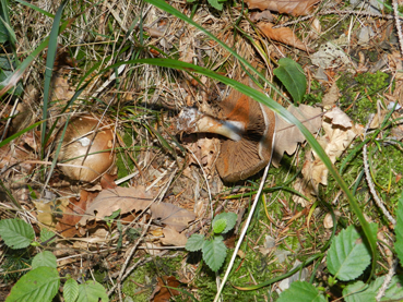 ritrovamenti 11 ottobre